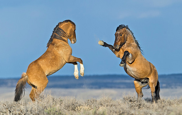 Wild_horse_12