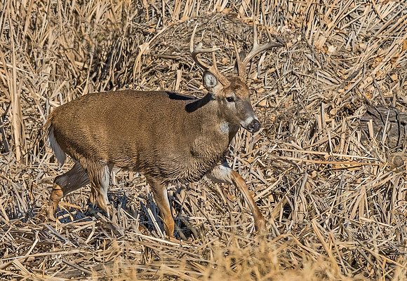 White-tailed_deer_35
