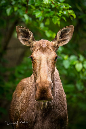 Moose_KFNP_2021_1