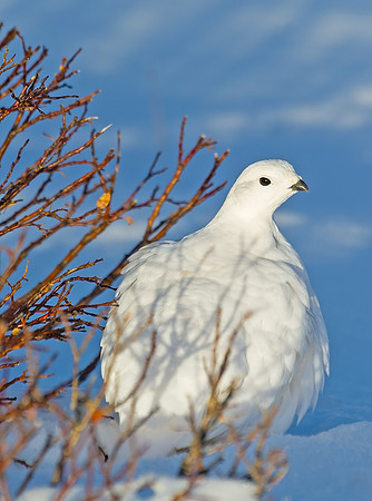 White-tailed_ptarmigan_14