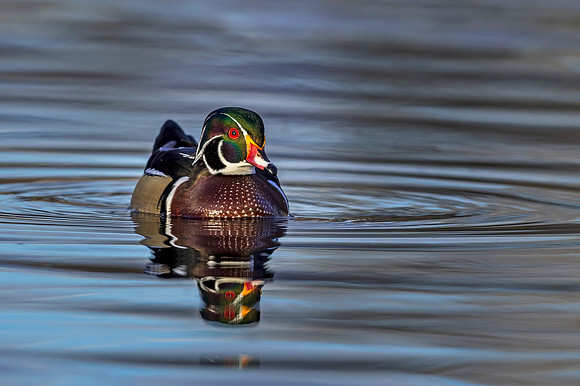 Wood_duck_Tingley_2019_2