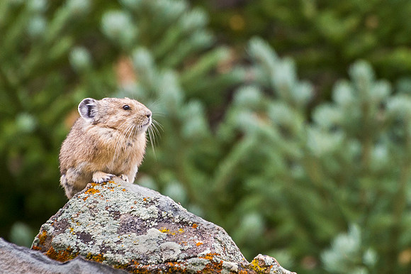 Pika_MB_2