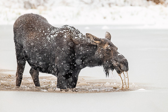 Moose_RMNP_2024_6
