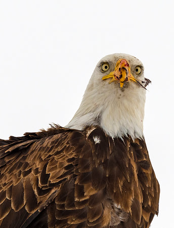 Bald_eagle_37