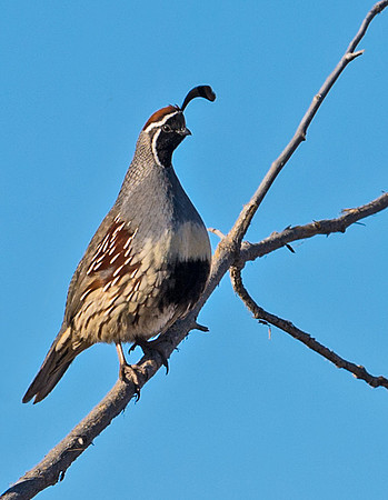 Gambels_quail_4