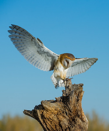Barn_owl_3