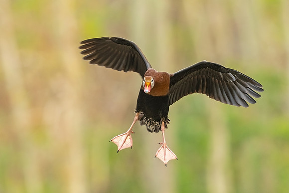 Black-bellied_whistling_duck_Metairie_2022_2