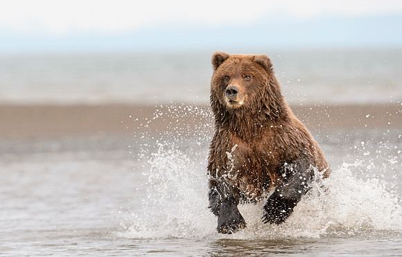 Brown_bear_LC_2