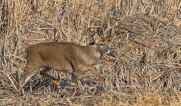 White-tailed_deer_33