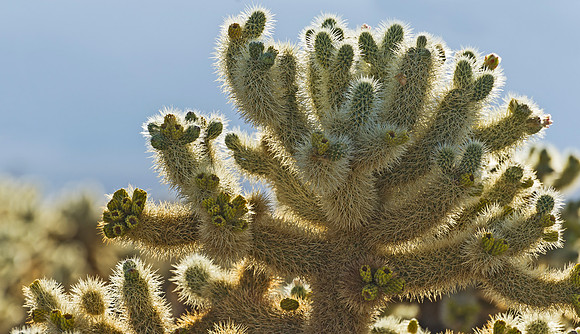 Cholla_Cactus_Garden_2
