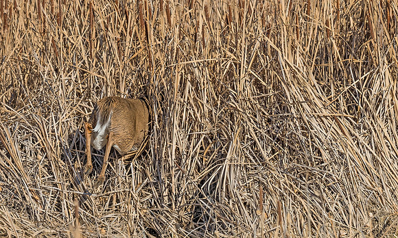 White-tailed_deer_39