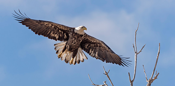 Bald_eagle_CCSP_2