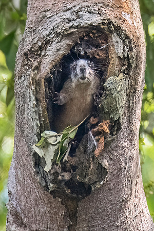 Yellow-crowned_brush-tailed_rat_Peru_2024_1