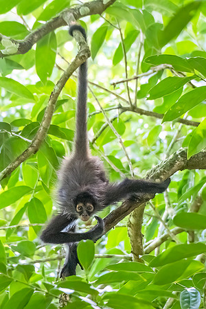 Spider_monkey_Belize_2024_2