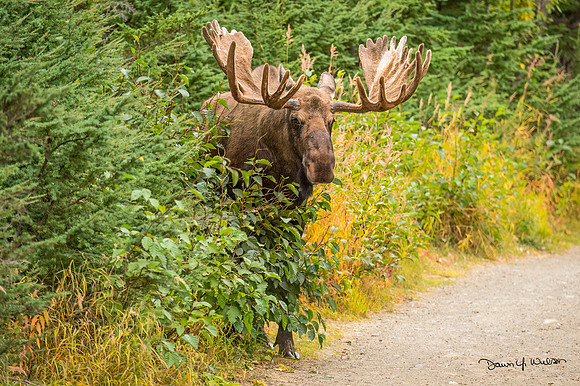 Moose_Anchorage_2019_4