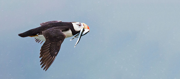 Horned_Puffin_1