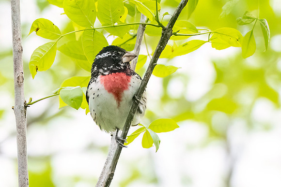 Rose-breasted_grosbeak_BWIAB_2024_1