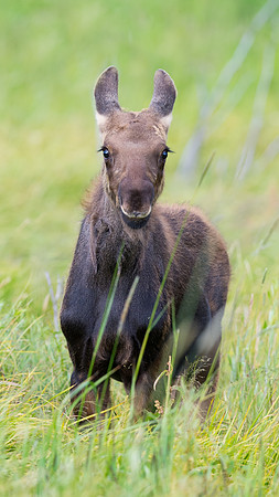 Moose_56