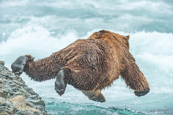 Brown_bear_McNeil_2015_8
