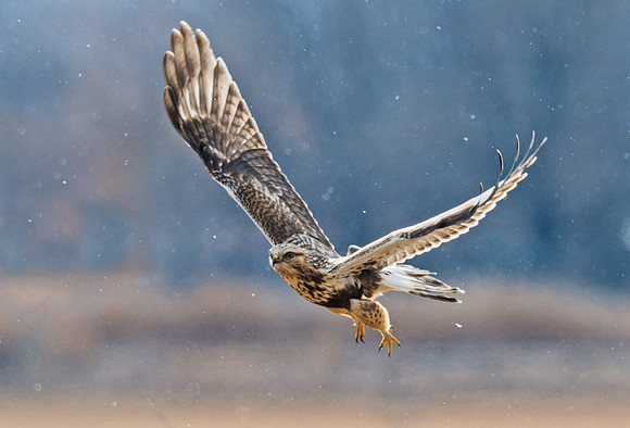Northern_harrier_3