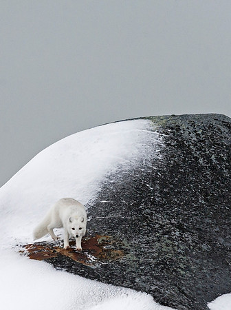 Arctic_Fox_1