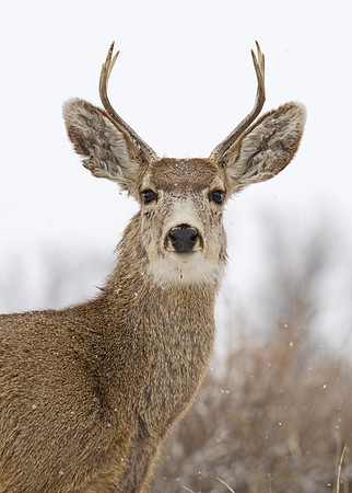 Mule_deer_103