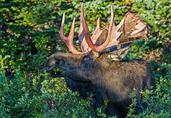 Moose_51