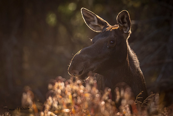 Moose_LDR_2022_11