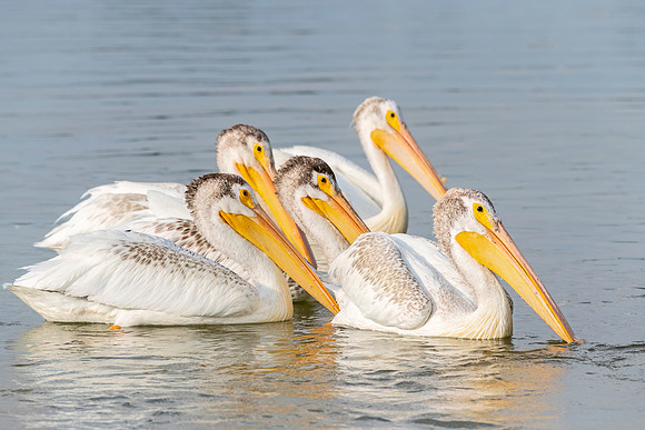 American_white_pelican_EL_2024_3