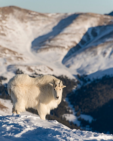Mountain_Goat_38