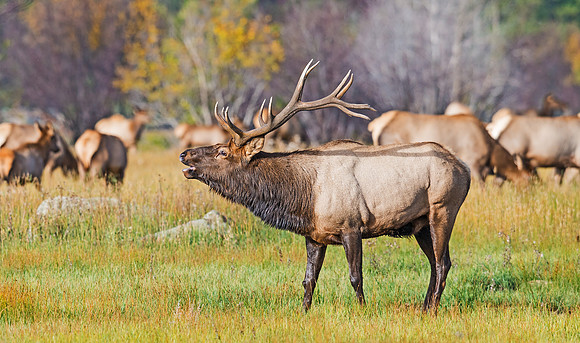 Elk_16