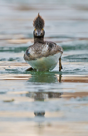 Hooded_merganser_7