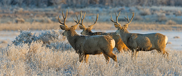Mule_deer_buck_80