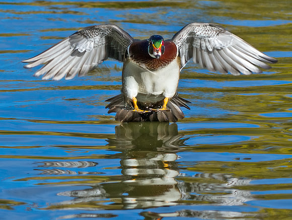 Wood_duck_44