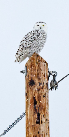 Snowy_owl_15