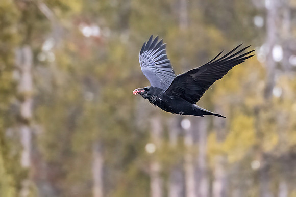 Raven_YNP_2024_1