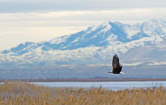 Bald_eagle_in_flight_2