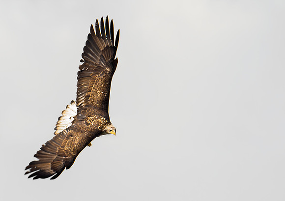 Bald_eagle_111