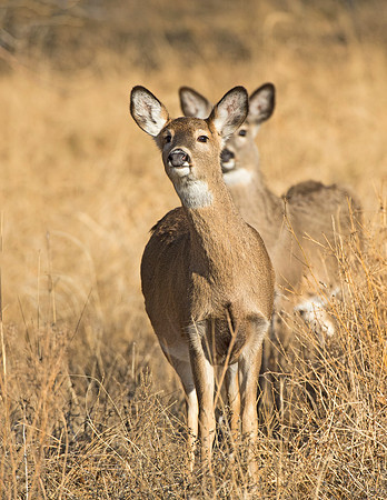 White-tailed_Deer_Fawn_7