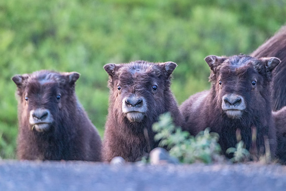 Muskox_Nome_2023_8