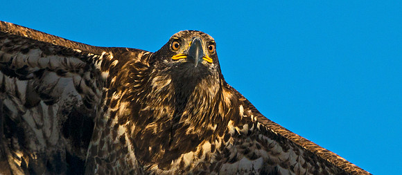 Bald_eagle_31