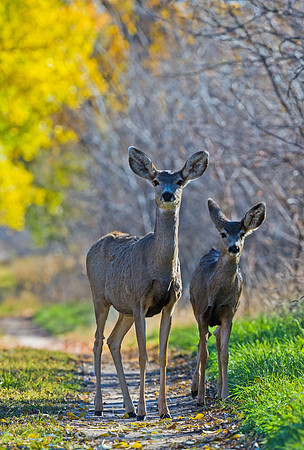 Mule_deer_34