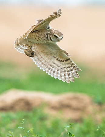Burrowing_owl_17