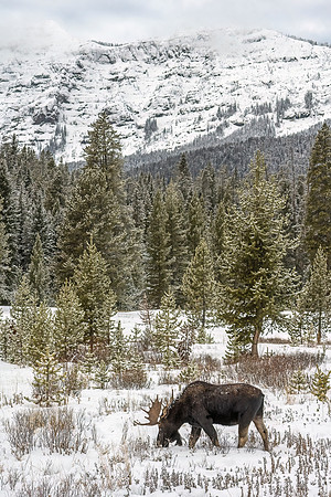 Moose_YNP_2024_4