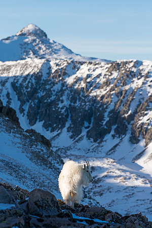 Mountain_Goat_46