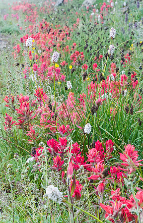 Wildflowers_Mt_Evans_2
