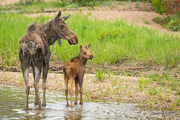 Moose_RMNP_2021_13