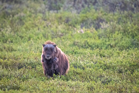 Muskox_Nome_2023_6