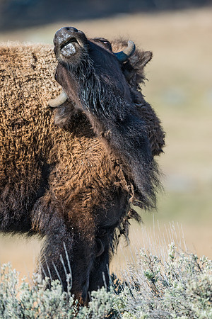 Bison_17