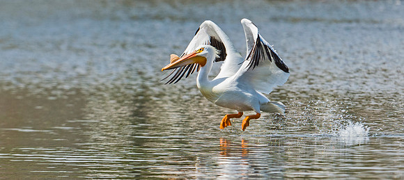 American_white_pelican_18